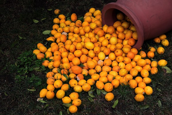 Oranges and clay jug