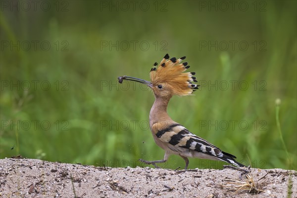 Hoopoe