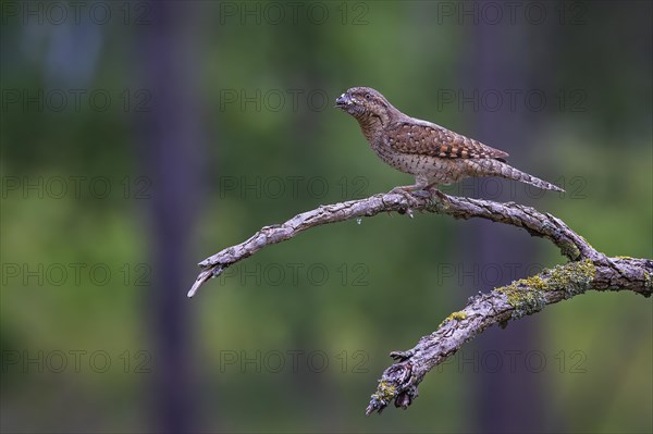 Eurasian wryneck