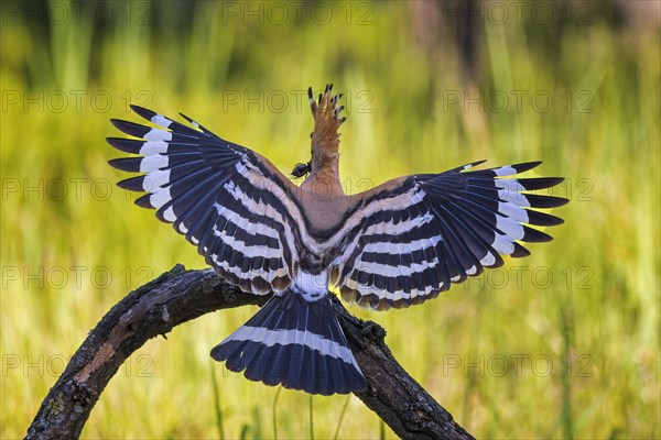 Hoopoe