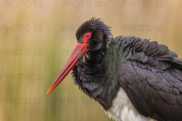 Black Stork