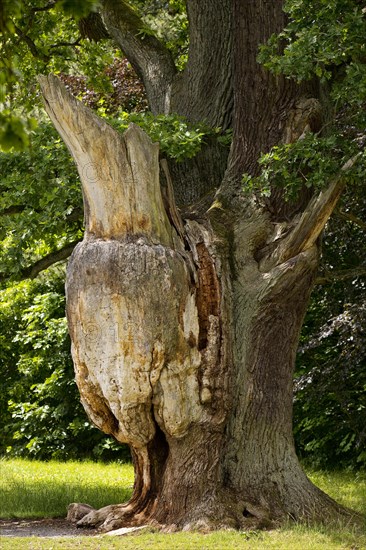 Very old and large oak with dead trunk due to lightning and tree canker