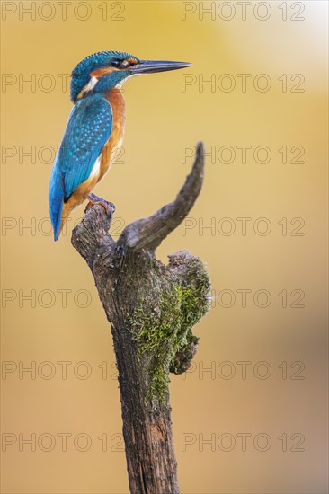 Common kingfisher