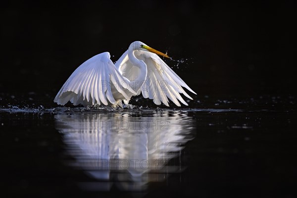 Great egret