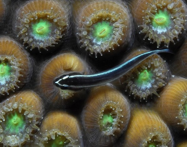 Small white-striped goby