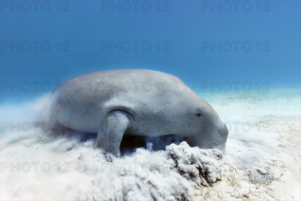 Dugong