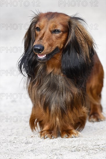 Dachshund