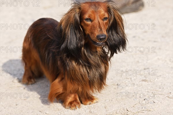 Dachshund