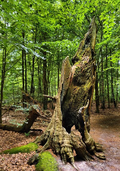 Dead tree stump of an old beech in the primeval forest Sababurg