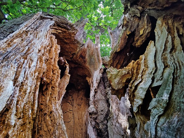 Detail of an oak tree with trunk dead from lightning and tree canker