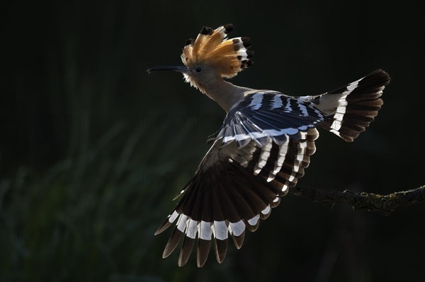 Hoopoe