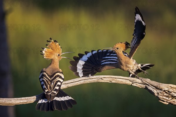 Hoopoe