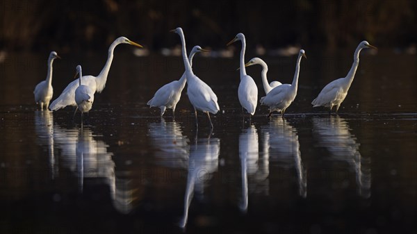 Great egret