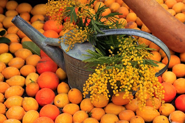 Watering can with flowering mimosa branches framed by lemons and oranges