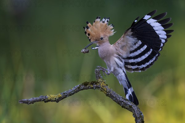 Hoopoe