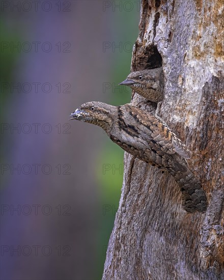 Eurasian wryneck