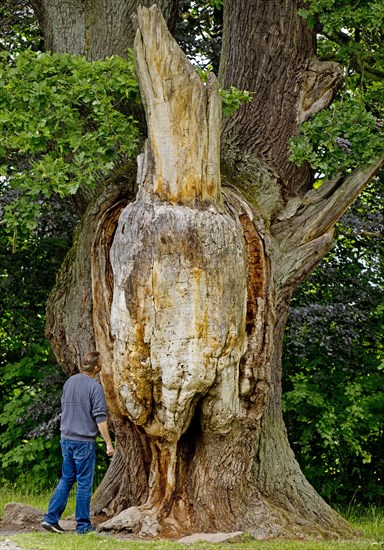 Very old and large oak with dead trunk due to lightning and tree canker