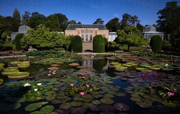 Water Lily Pond