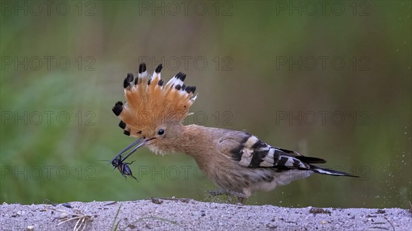 Hoopoe