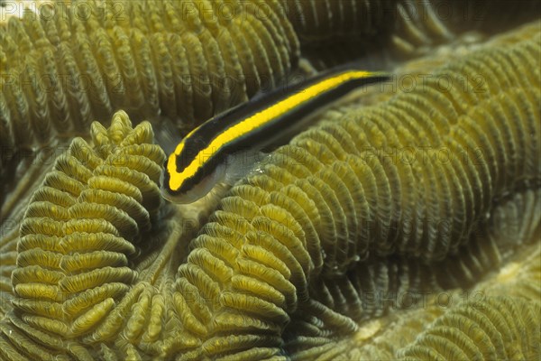 Neon goby