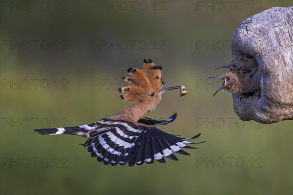 Hoopoe