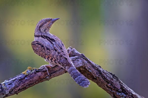 Eurasian wryneck