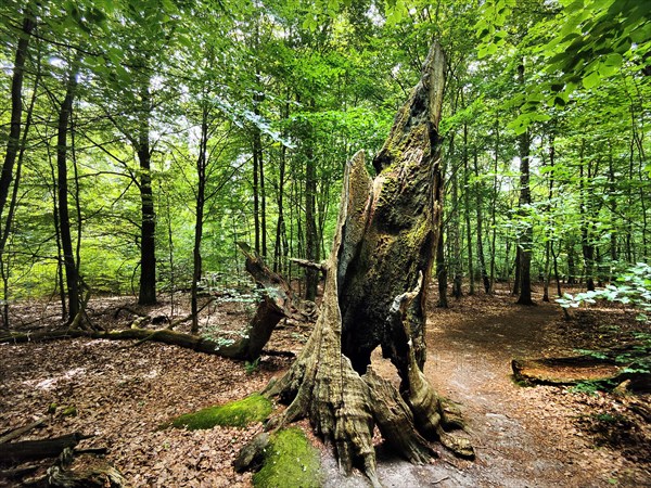 Dead tree stump of an old beech in the primeval forest Sababurg