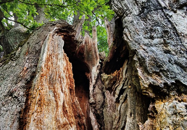 Detail of an oak tree with trunk dead from lightning and tree canker