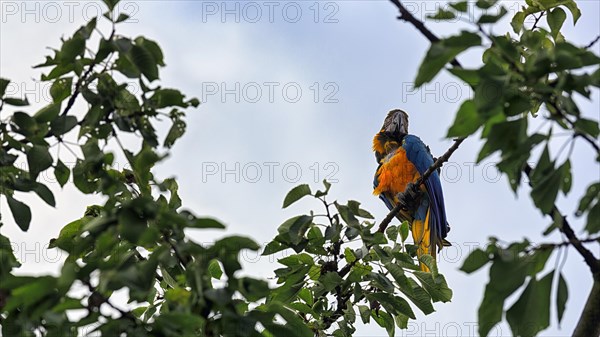 Blue and yellow macaw