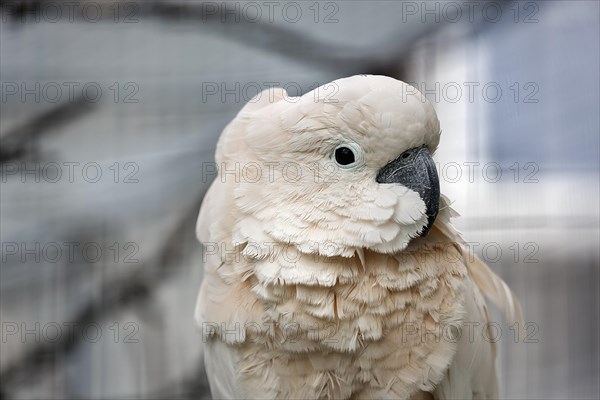 Cockatoo