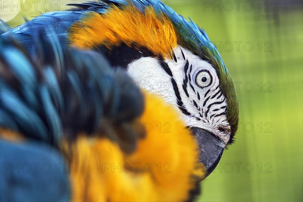 Blue and yellow macaw