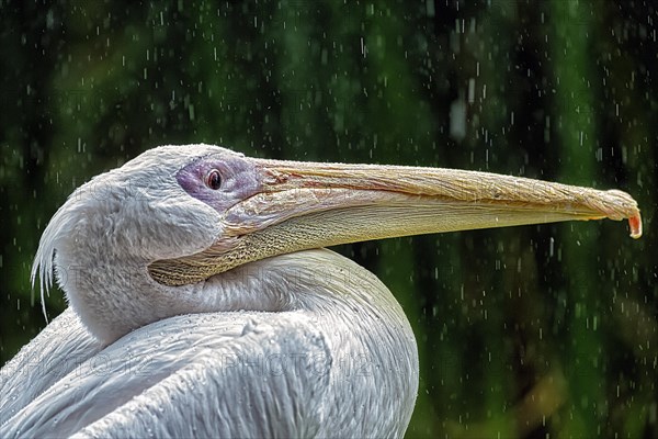 Great white pelican