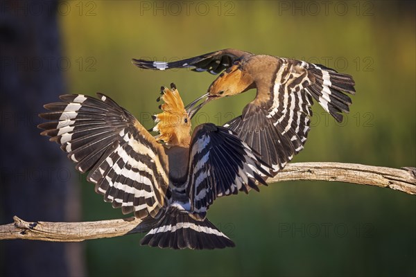 Hoopoe