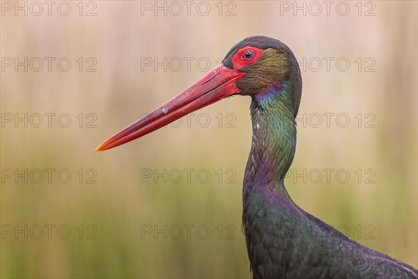 Black Stork