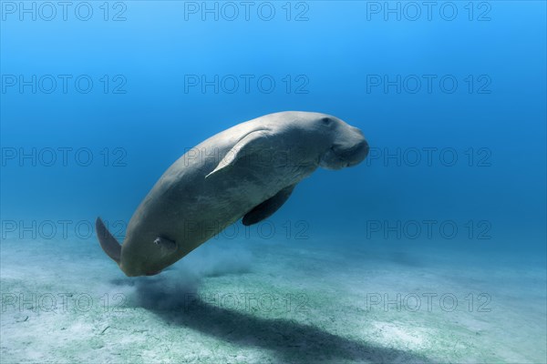 Dugong