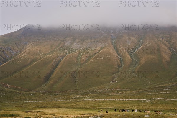 Many sheep grazing on a high mountain slope