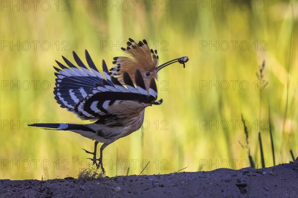 Hoopoe