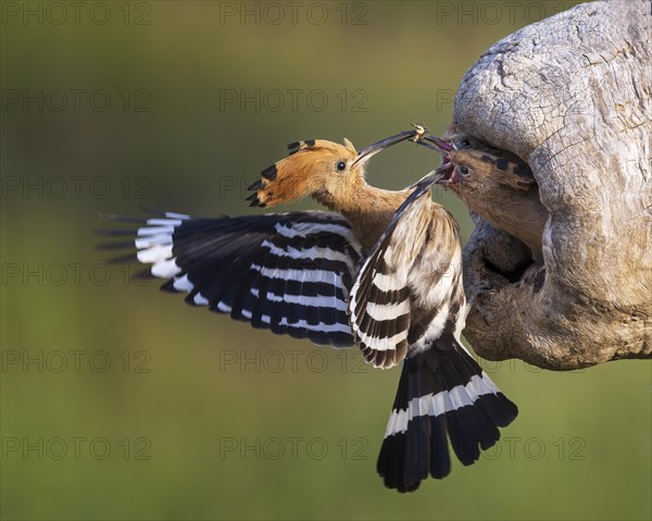 Hoopoe