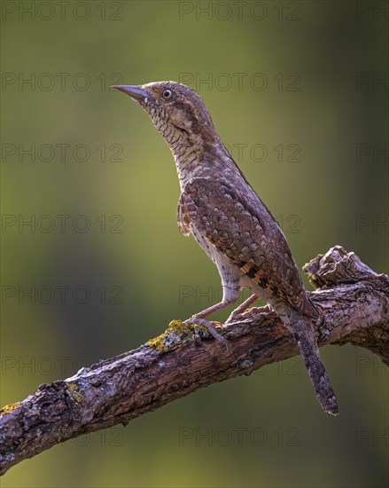 Eurasian wryneck