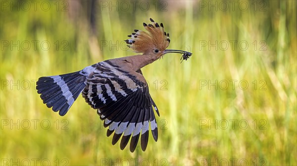 Hoopoe