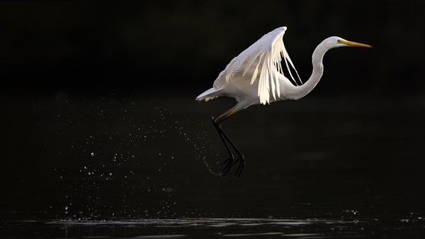 Great egret