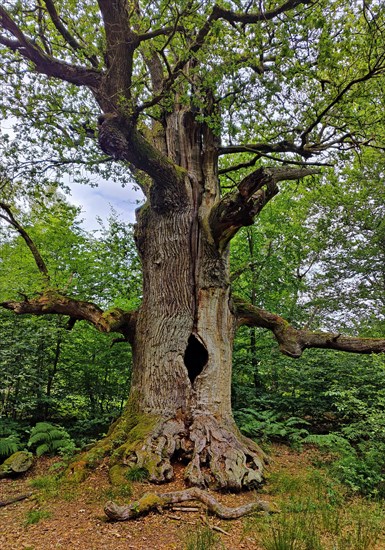 So-called chimney oak in the primeval forest Sababurg