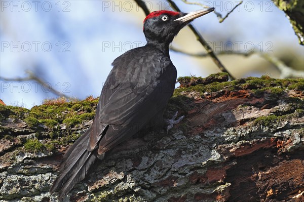 Black Woodpecker