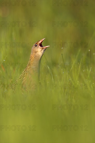 Corn crake