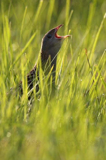 Corn crake