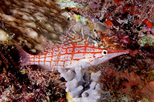 Longnose hawkfish