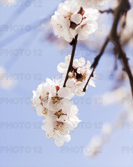 Outdoor flowers