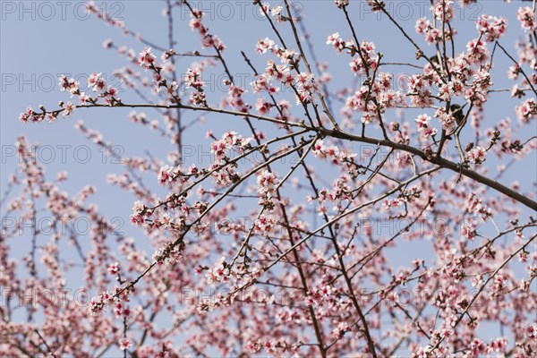 Close up trees branches with blooming flowers 1