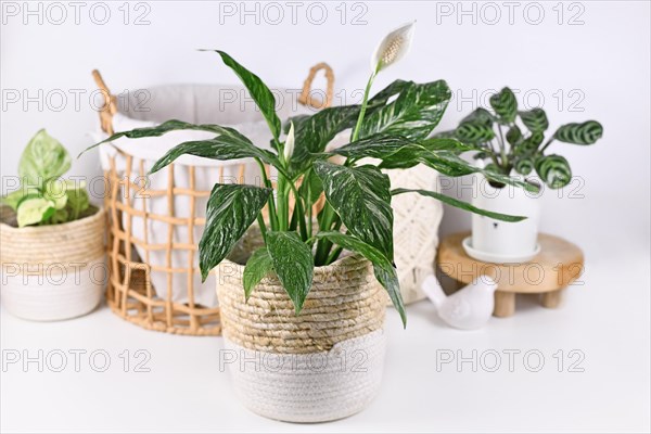 Exotic 'Spathiphyllum Diamond Variegata' houseplant with white spots in basket flower pot in front of home decoration