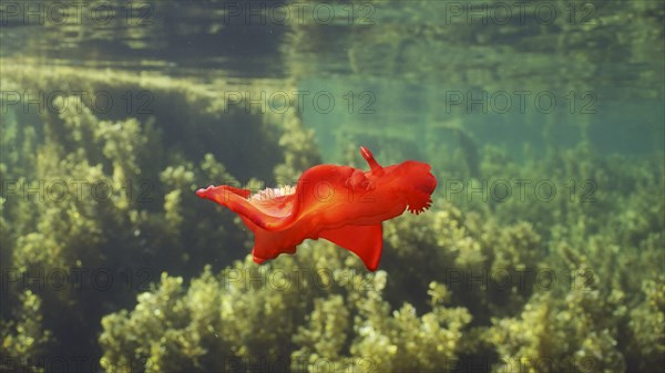 Bright red sea slug dancing swims over thickets Seaweed Brown Sargassum. Spanish Dancer